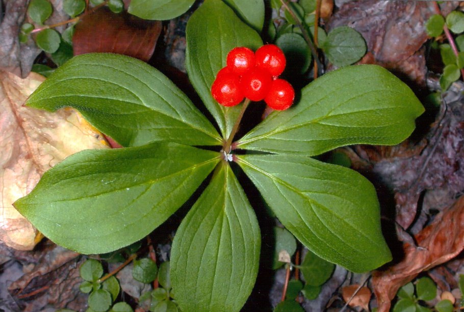 Дёрен белый Kesselringii