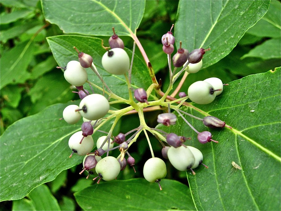Cornus rugosa