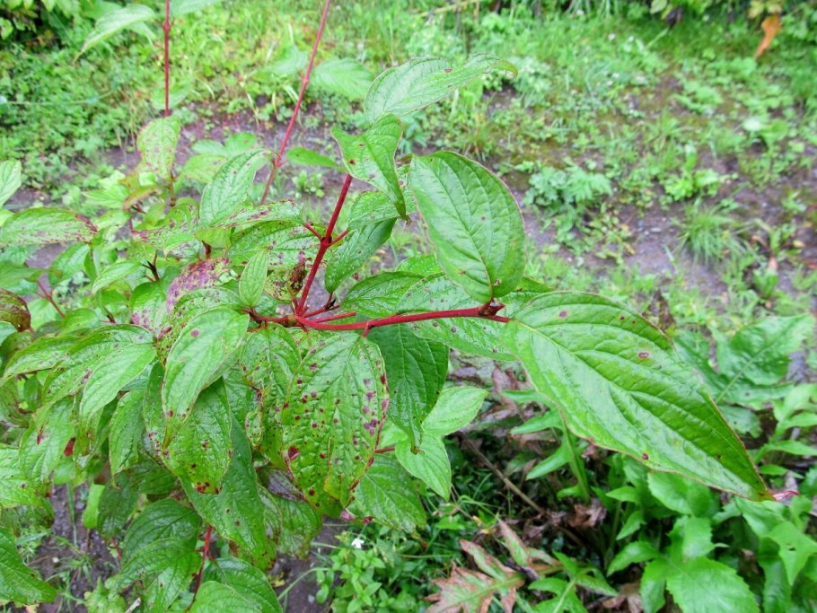 Cornus sericea l.