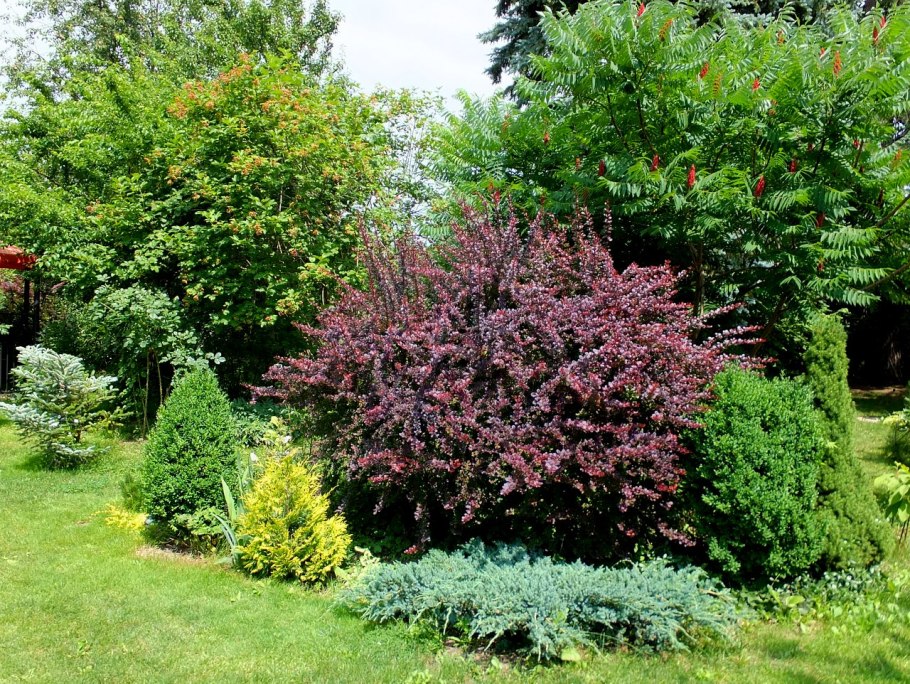 Дерен с черными ягодами