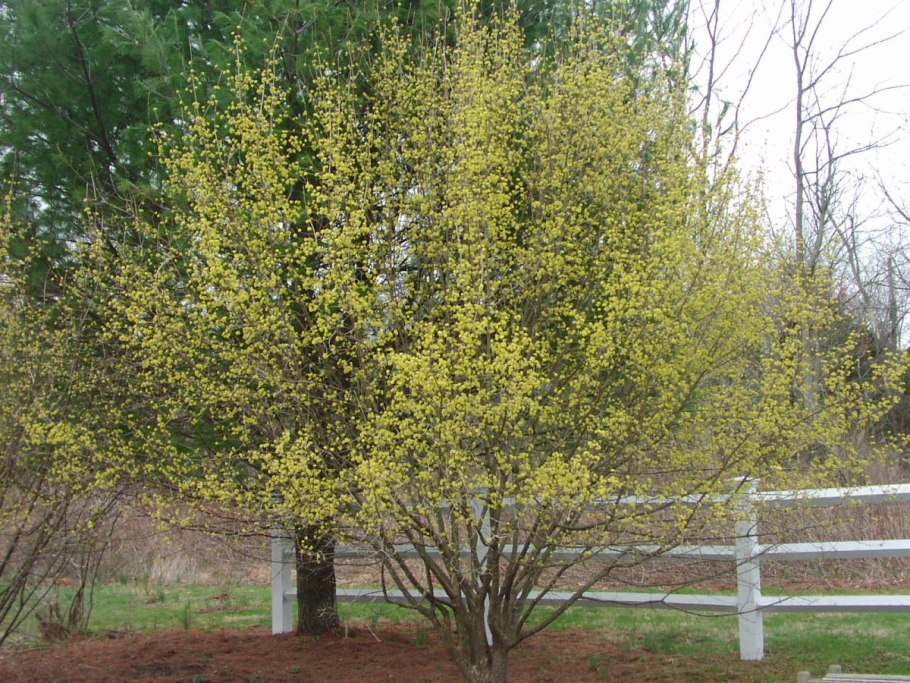 Стрижка ивы Хакуро нишики