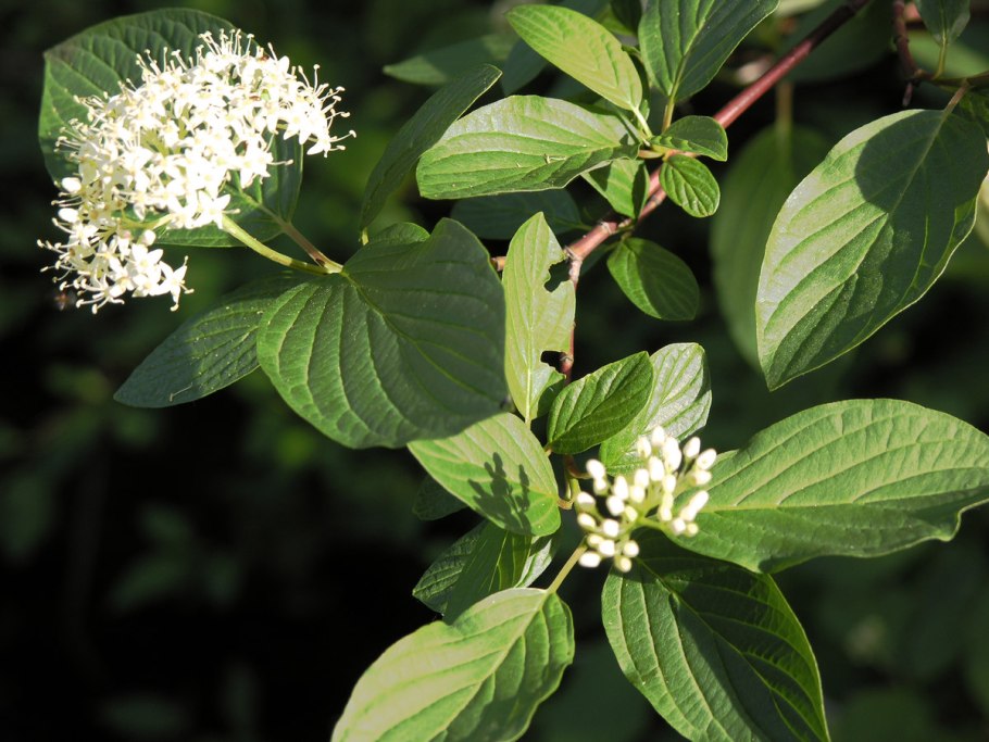 Дерен Свидина кустарник