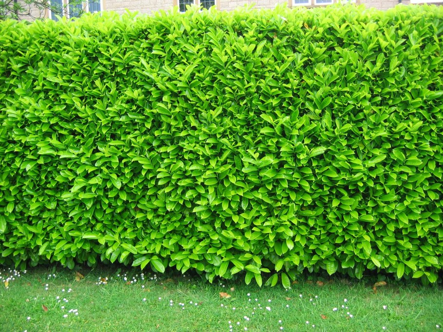 Дерен белый Карантус