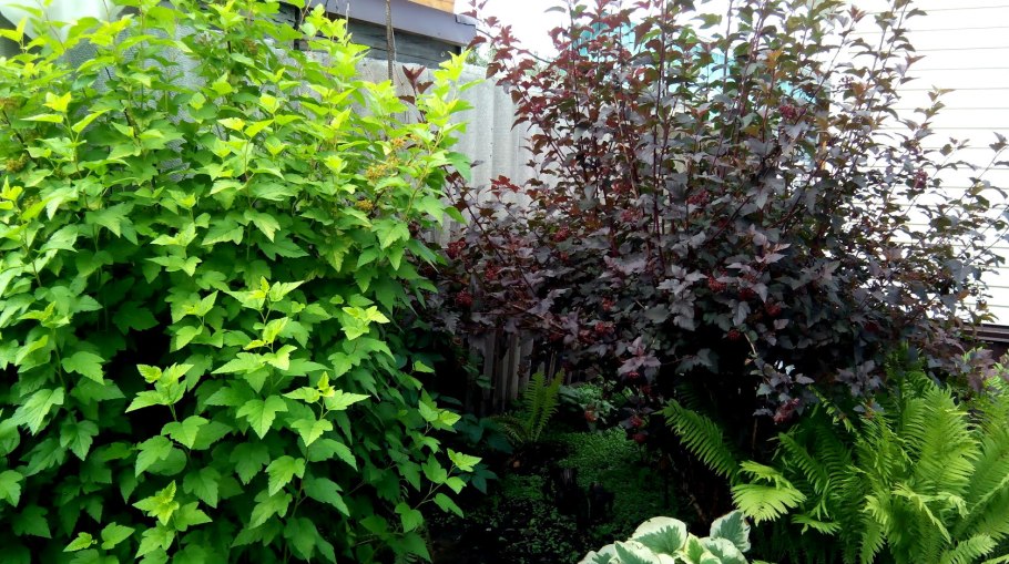 Кизил Цветущий (Cornus Florida)