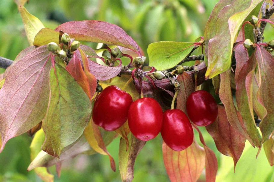 Сныть белоокаймленная