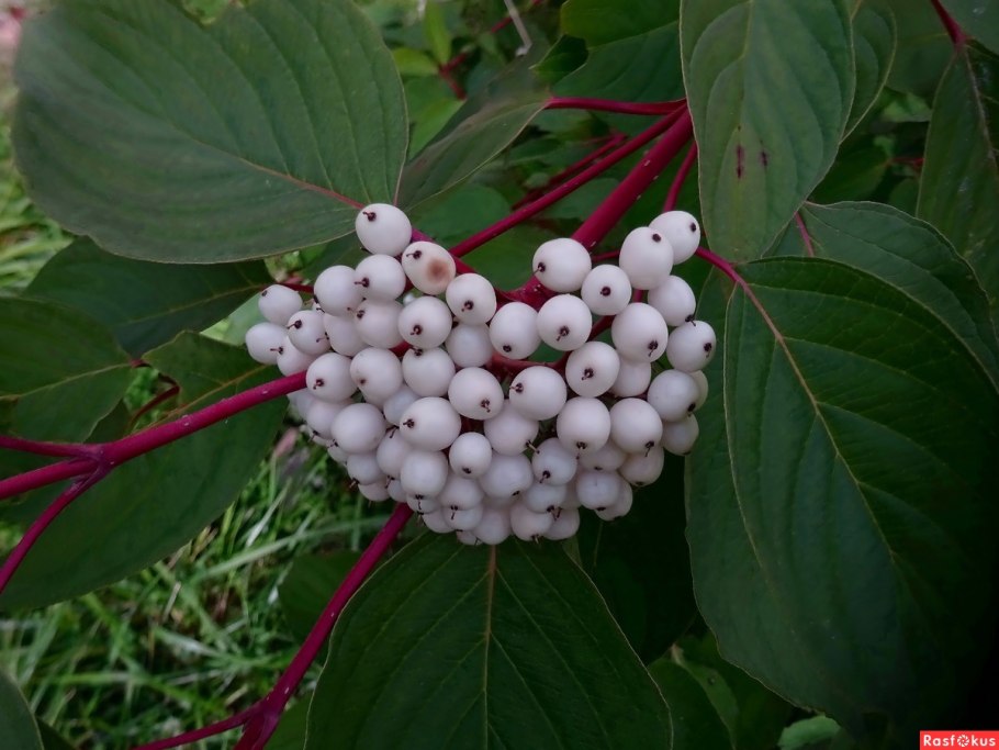 Дерен (Cornus Kousa chinensis)