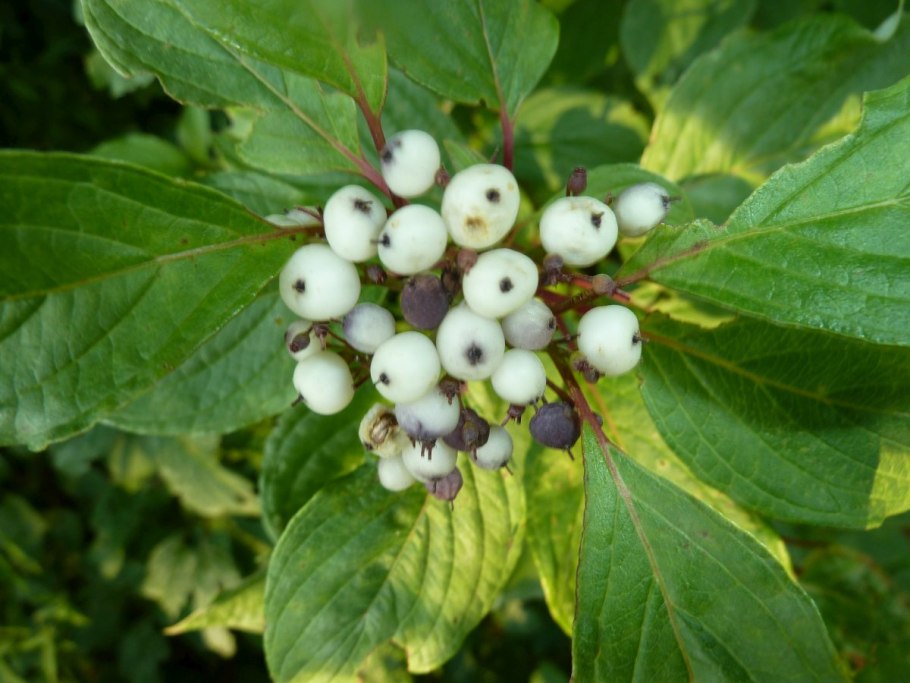 Дерен белый Свидина