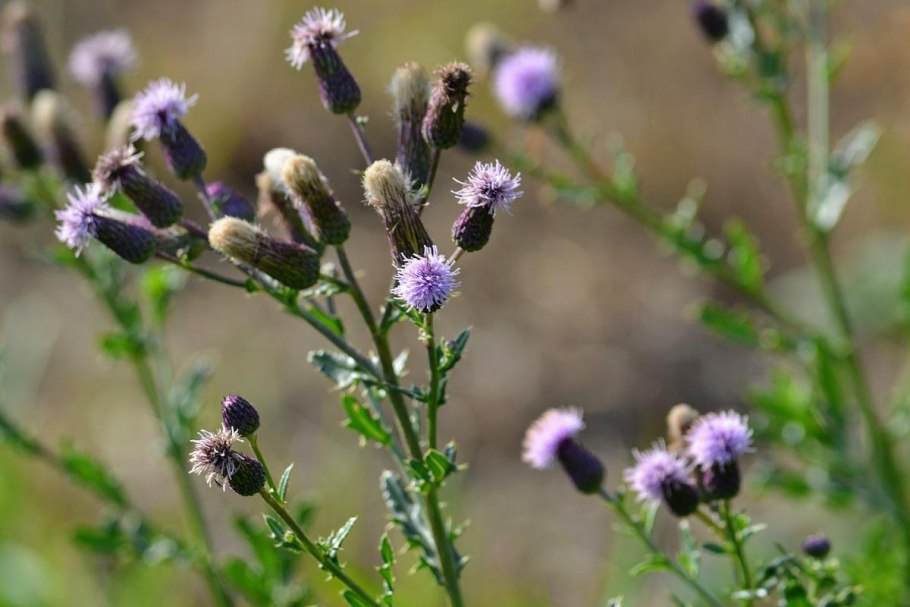 Осот огородный (Sonchus oleraceus)