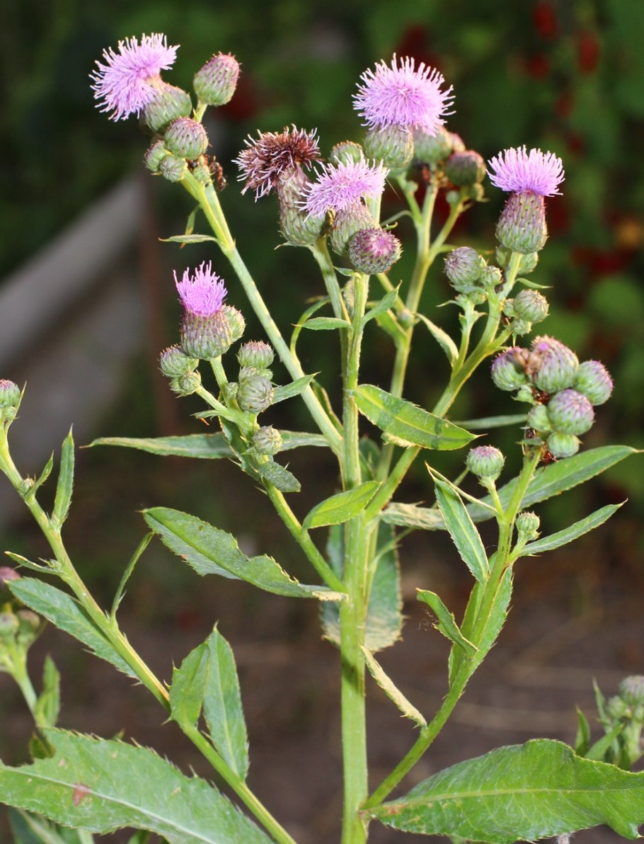 Бодяк полевой (Cirsium arvense)