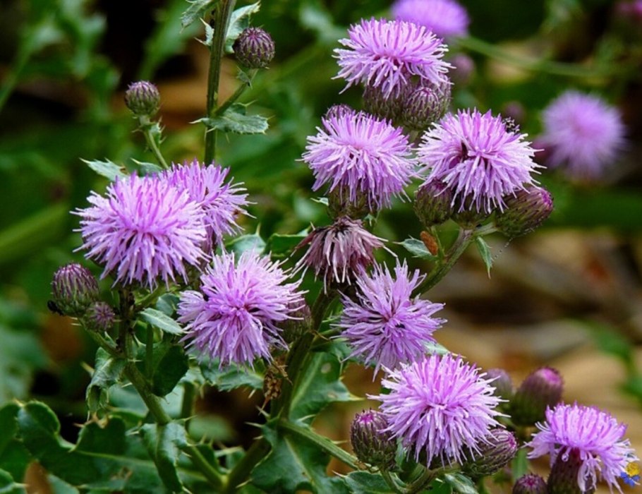 Бодяк обыкновенный (Cirsium vulgare)