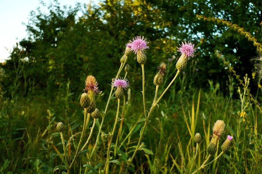 Бодяк полевой (Cirsium arvense)