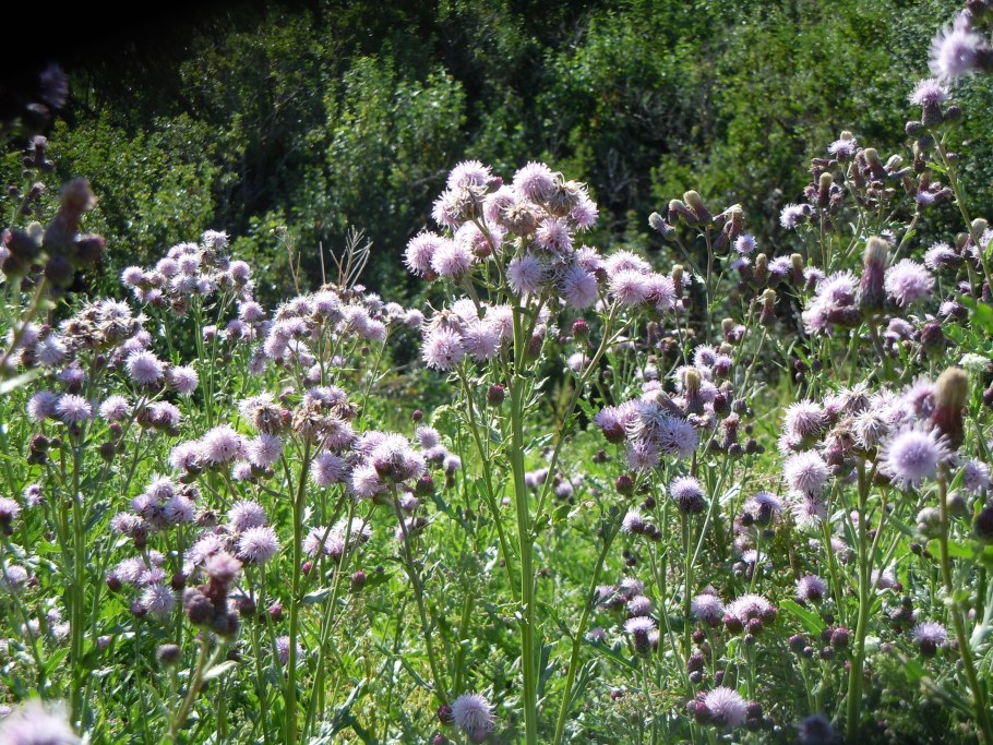 Бодяк полевой (осот)