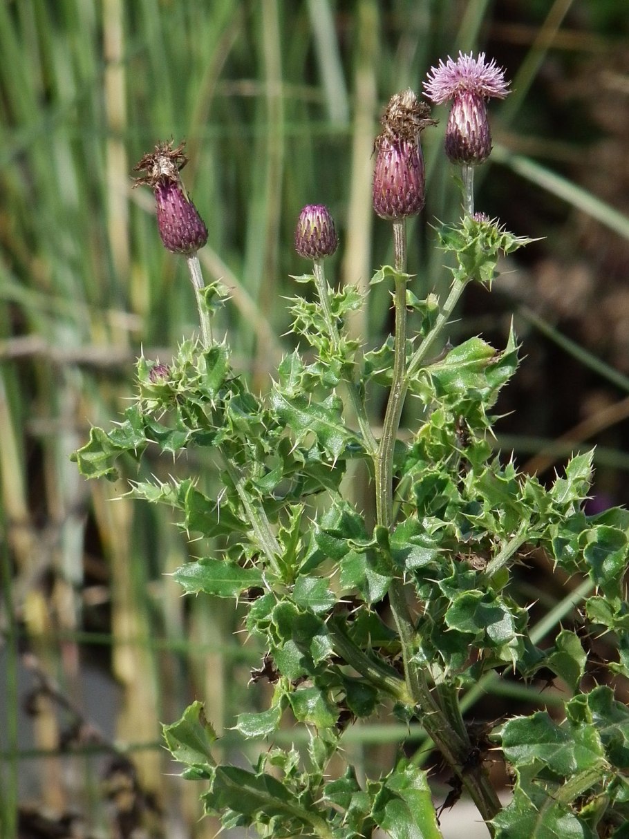 Растение Бодяк огородный (Cirsium oleraceum)
