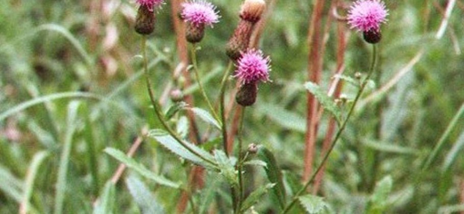 Бодяк полевой (Cirsium arvense)