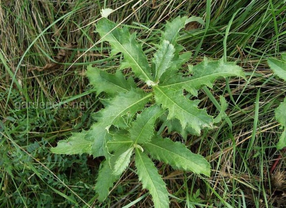 Бодяк полевой (Cirsium arvense)