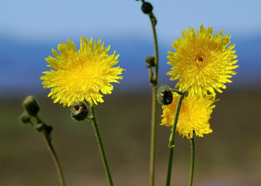 Бодяк обыкновенный (Cirsium vulgare)
