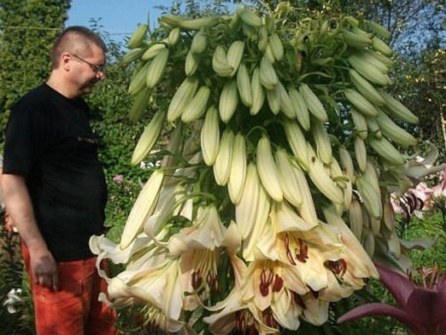 Лилия гигант Сонора