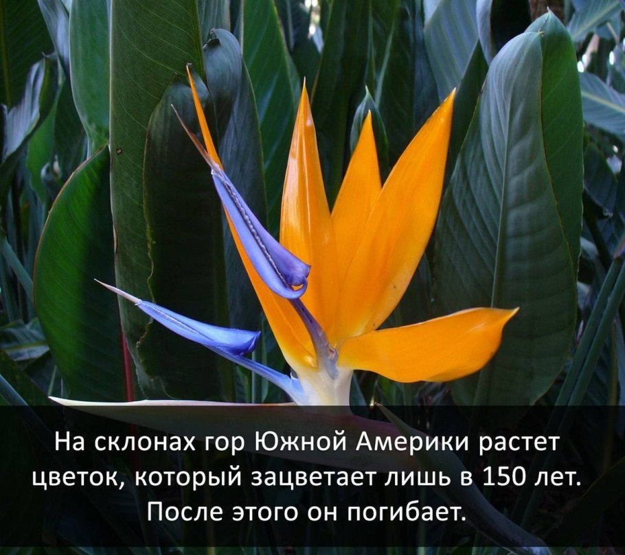 Цветок который цветет один раз в жизни