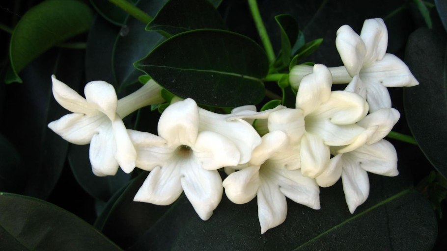 Жасмин цветок Лиана