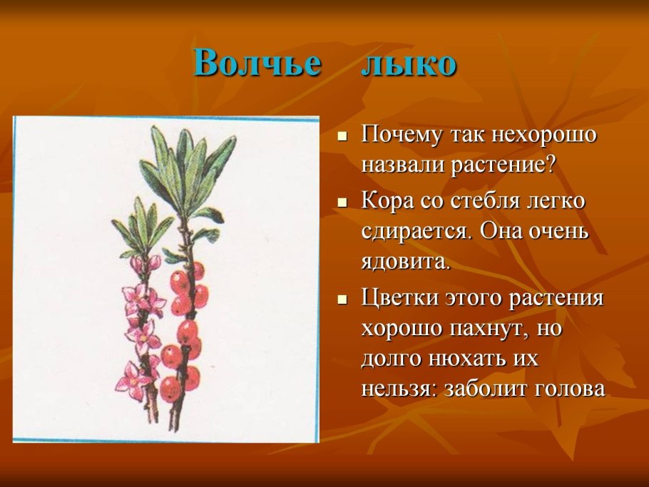 Лесные опасности 2 класс окружающий мир Волчье лыко