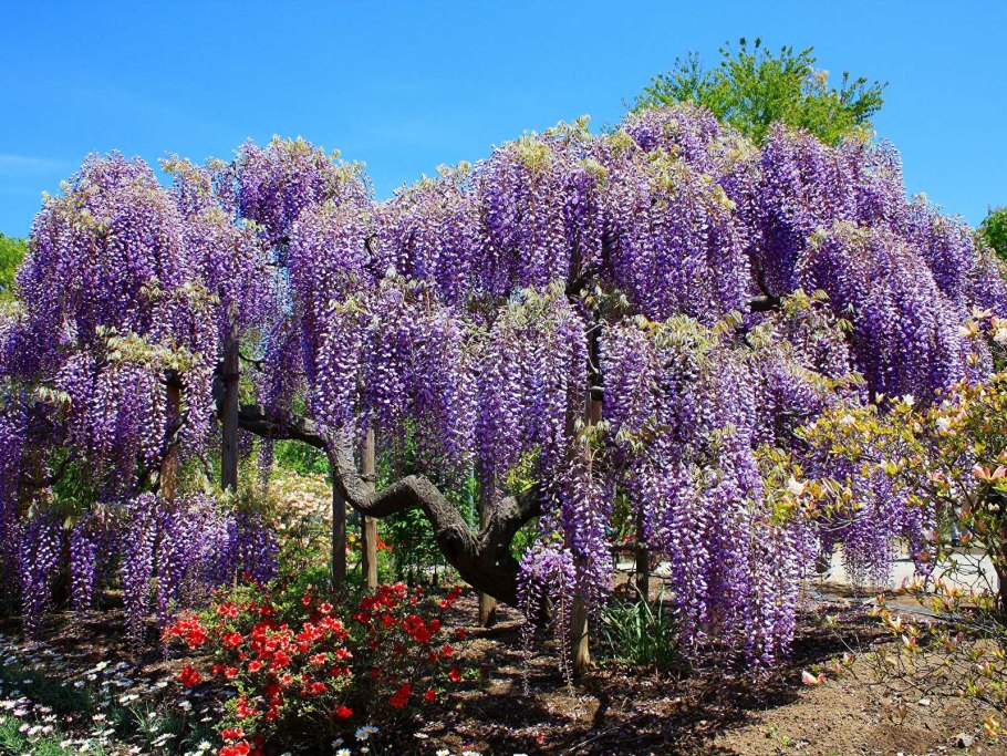 Древовидная Лиана Глициния