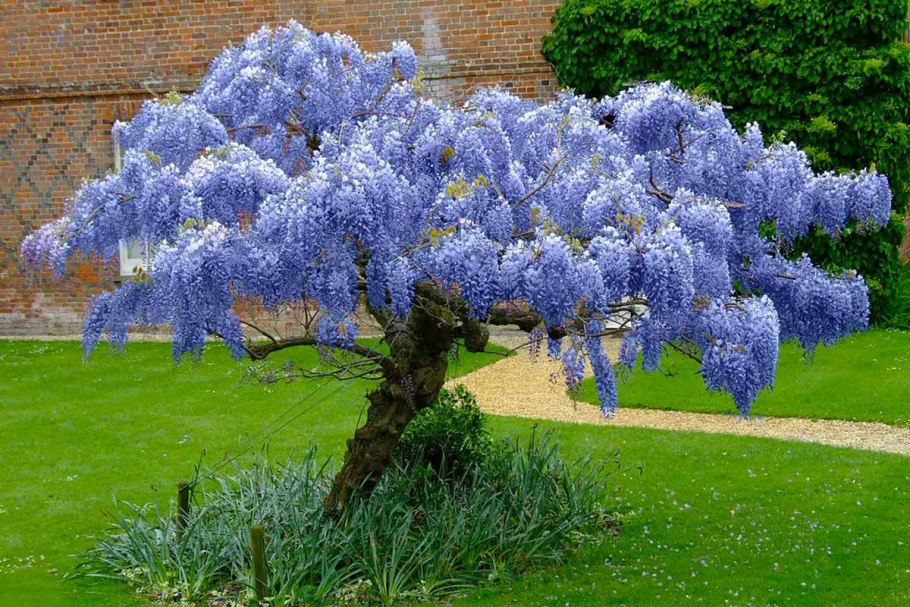 Глициния китайская Синенсис