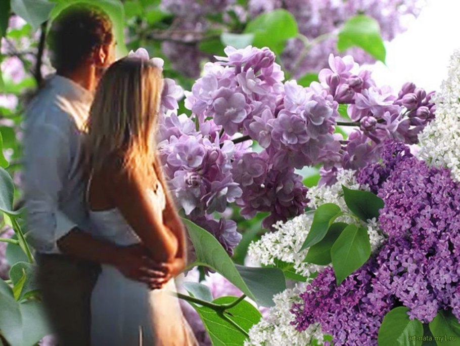 Влюбленные и сирень