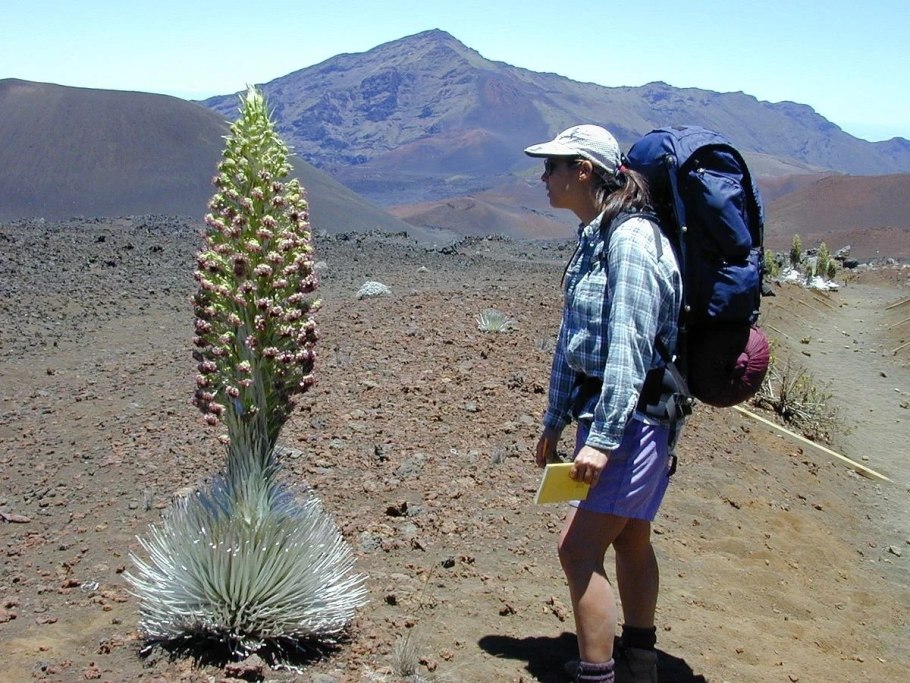Аргироксифиум Гавайский