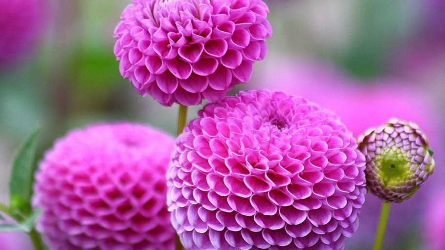 Георгины помпонные Викинг