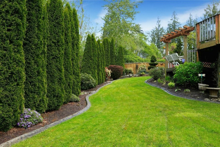 Туя Даника изгородь