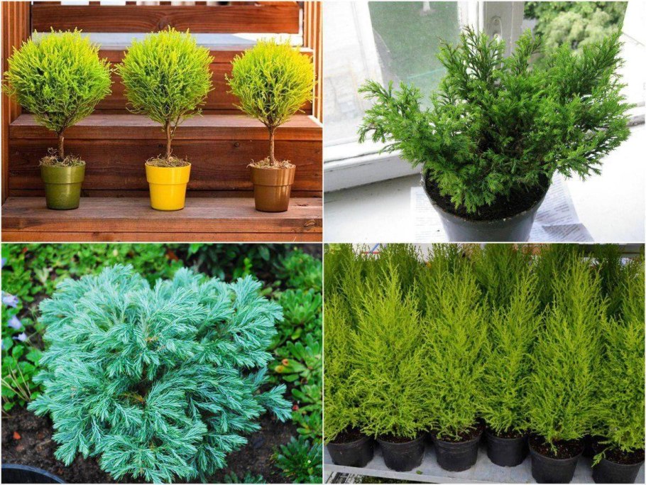 Туя Кипарисовая