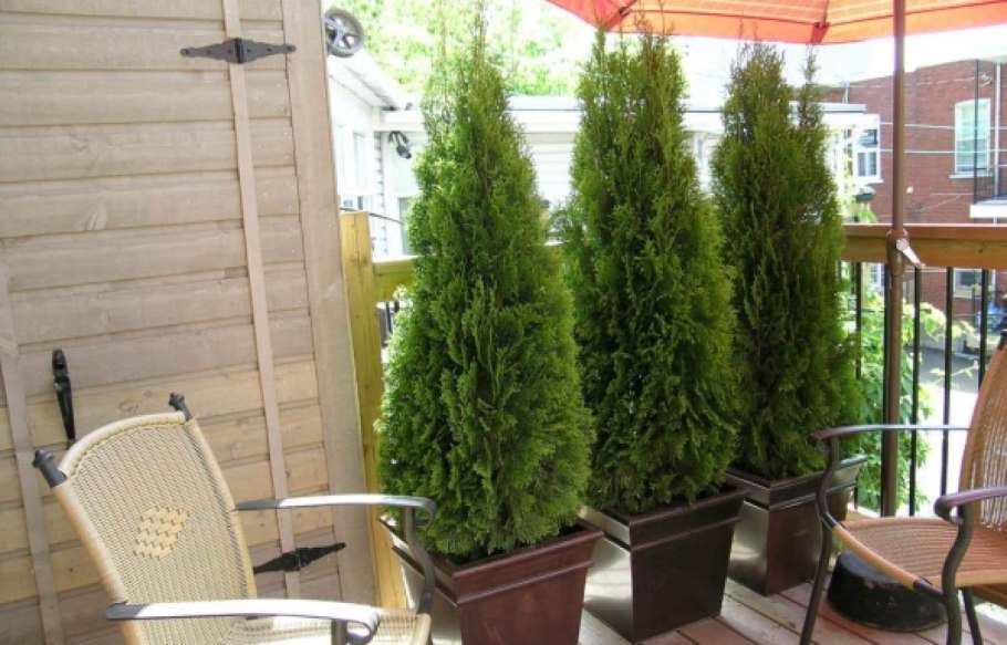 Туя Западная Смарагд в кашпо