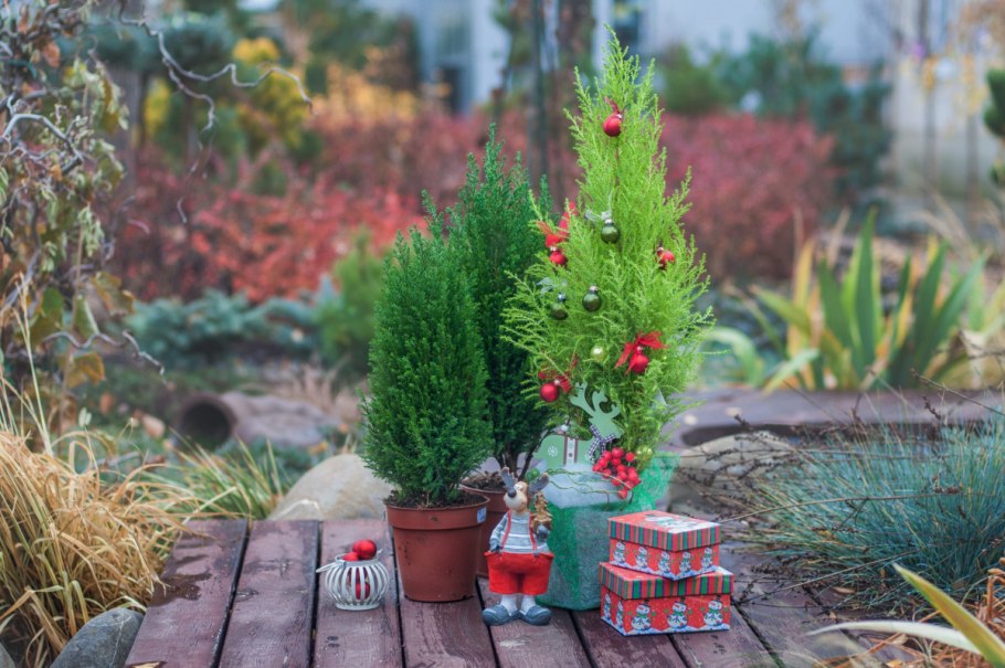 Хвойник Купрессус