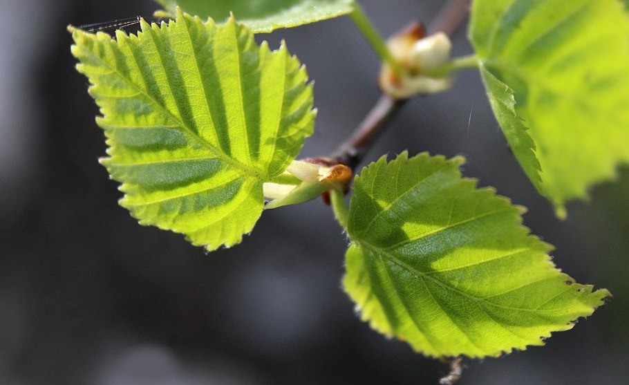 Березовые бруньки