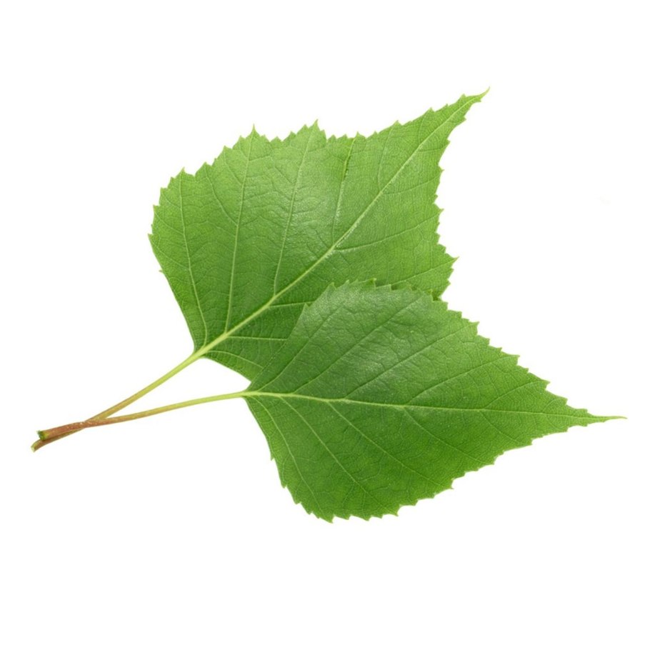 Листок березы