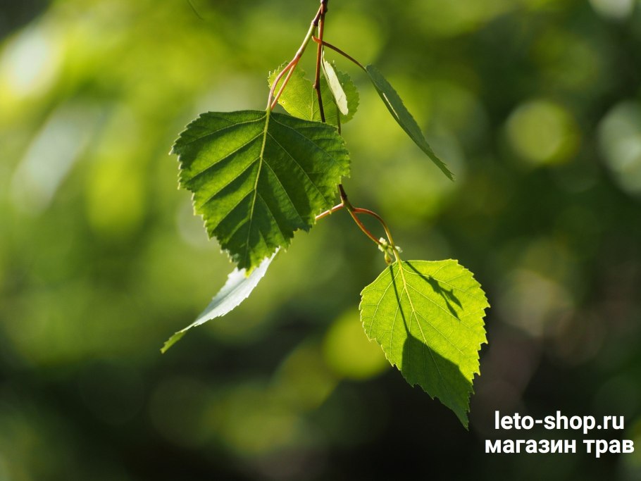 Берёза листья