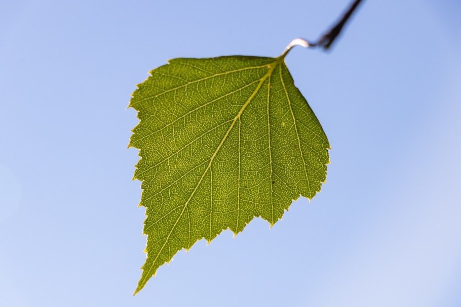 Береза бородавчатая листья