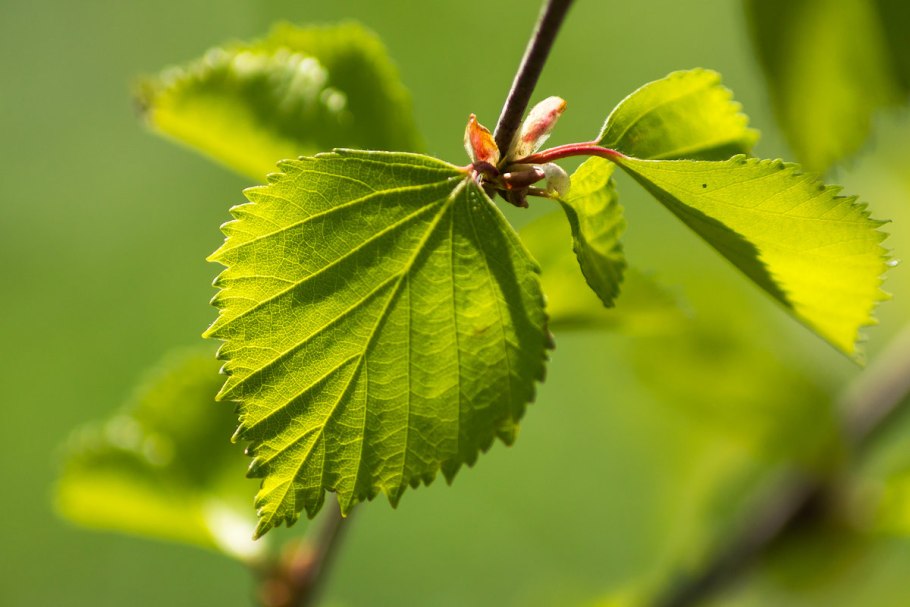 Березовые листочки