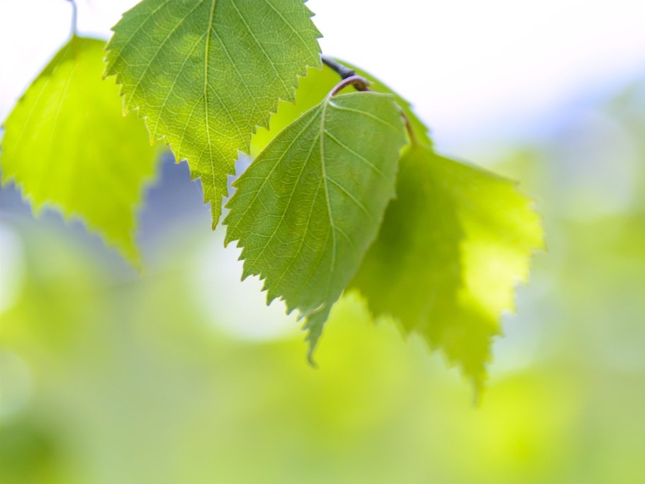 Березовый листик