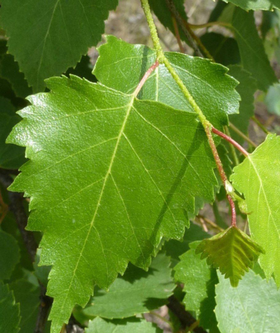 Береза бородавчатая листья