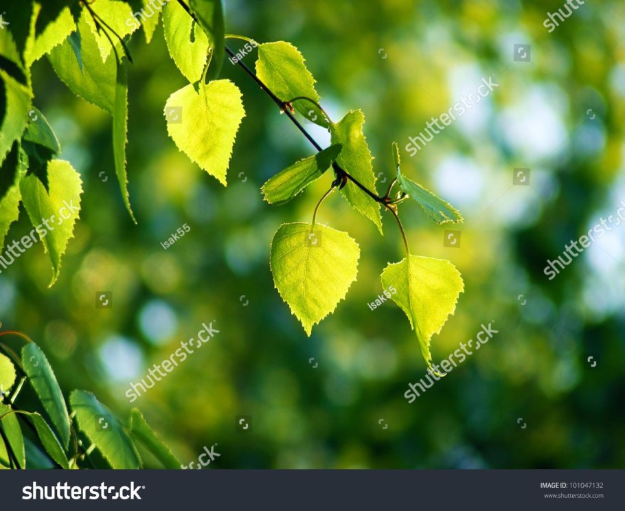 Зеленый лист березы