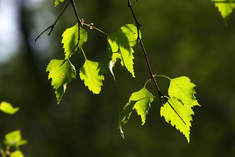Ветви березы
