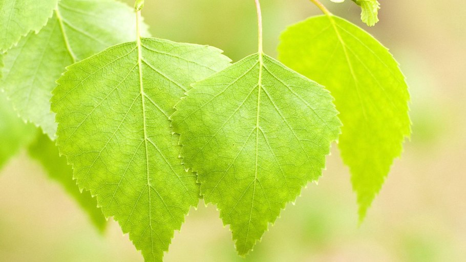 Березовый лист