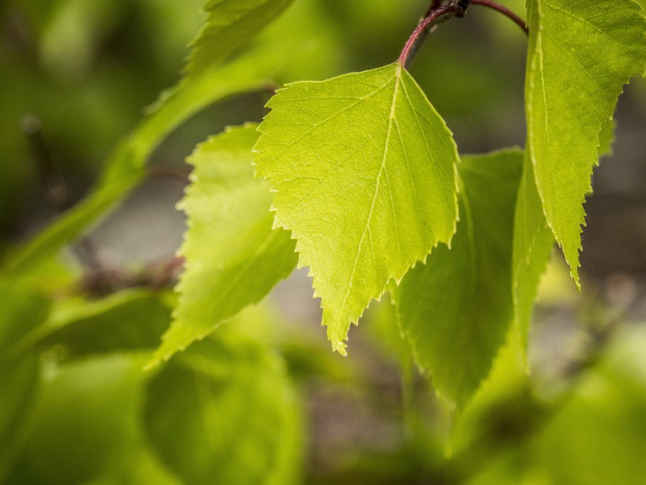 Листок березы