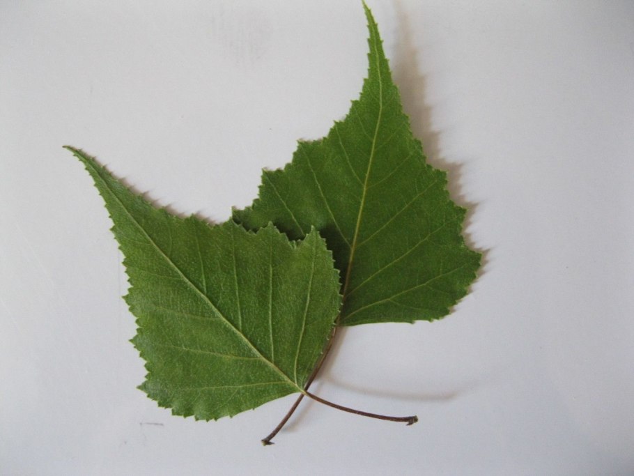 Берёза листья