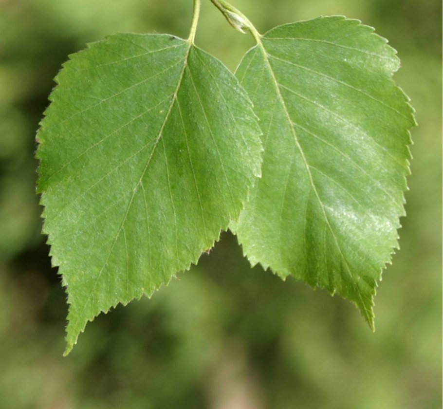 Береза бородавчатая листья