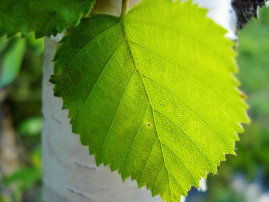 Берёза листья