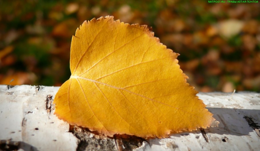 Осенний листок березы