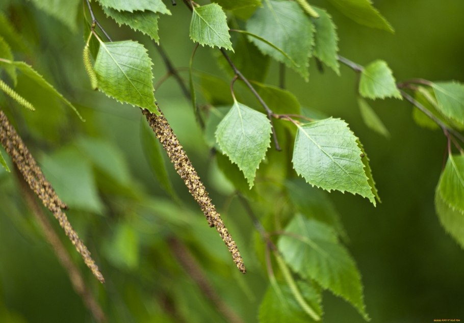 Береза обыкновенная (Betula Alba)