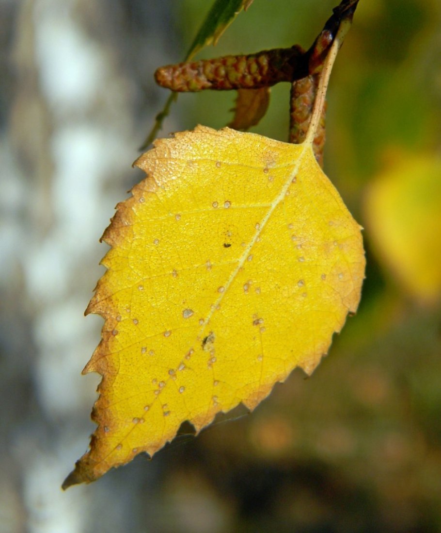 Листок березы осенью